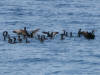 QRM by cormorans...